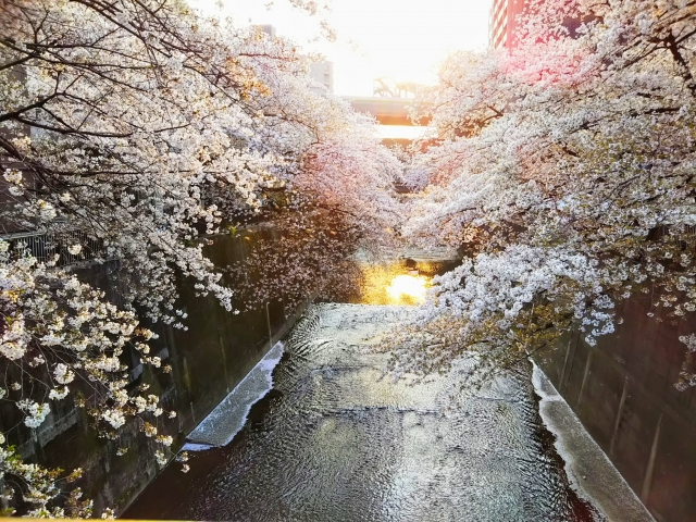 板橋の桜