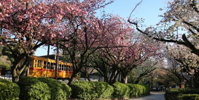北区の街情報｜路面電車や桜の名所、緑豊かな公園が魅力「歩きたくなるまち」（東京都）