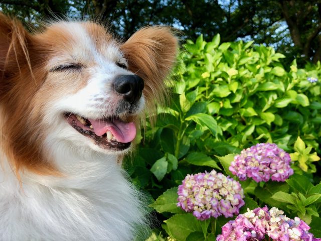 ペットの癒しでシニアを笑顔に 認知症予防にも効果的 グッドライフシニア