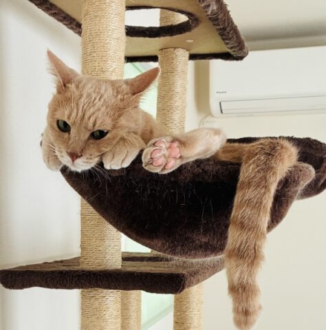 ねことインテリア2