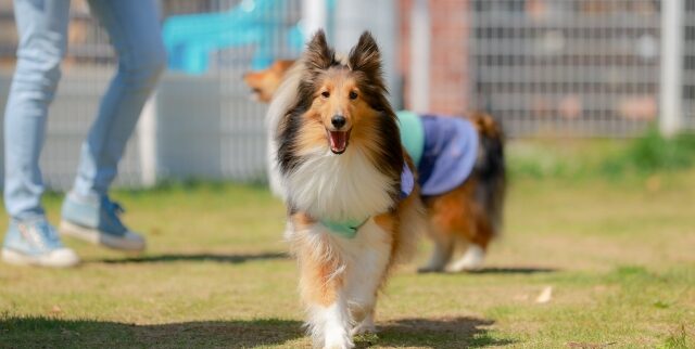【神奈川・ペット可】愛犬・愛猫と一緒に暮らせるシニア向け賃貸3選