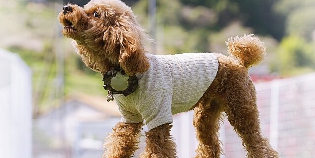 【都内・ペット可】ペットとシニアに優しい！おすすめの賃貸マンション9選