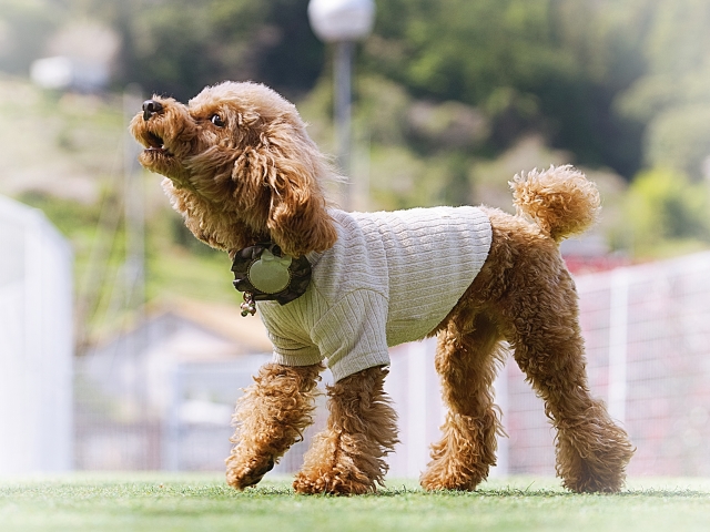 シニアとペットが暮らせる都内賃貸マンション